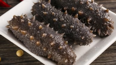 خيار البحر
