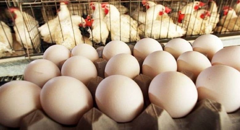 ما هو البيض الاورجانيك وهل هو مضر للانسان