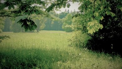 ماهو اشرف شراب اهل الجنة