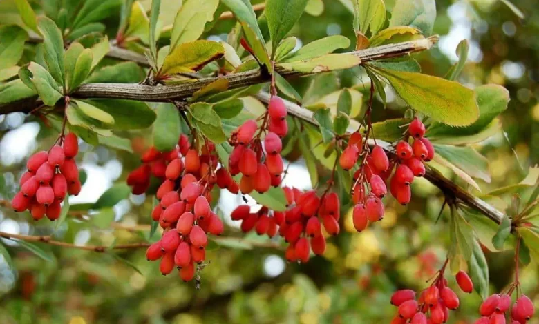 ماهو الزرشك وأهم الفوائد الصحية لعشبة الزرشك