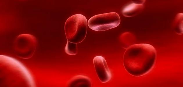 ماهو الجزء الذي لا يصله الدم في جسم الإنسان
