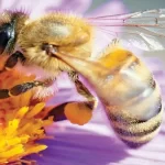 دور النحلة في عملية تكاثر نبات مغطى البذور هو