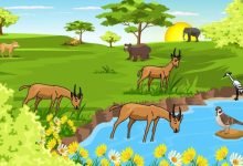 أي من الآتي يُعد عاملاً لاحيويًا في النظام البيئي؟