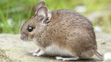 تفسير حلم الفار لابن سيرين بالتفصيل لابن سيرين