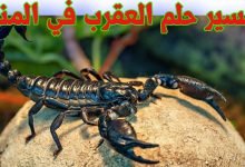 تفسير حلم العقرب لابن سيرين بالتفصيل لابن سيرين