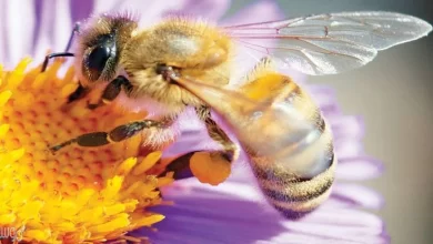 دور النحلة في عملية تكاثر نبات مغطى البذور هو 11:59