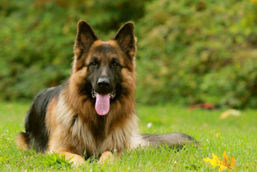 من الذي يعذب الكلب بالطوب في السعودية؟