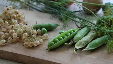 في تجربة مندل لنبات البازلاء ظهرت الصفة السائدة