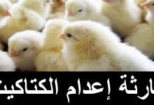 شاهد: فيديو اعدام الكتاكيت يثير جدلا واسعا في مصر