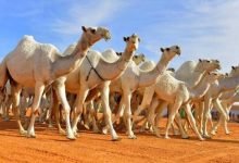 نتائج مهرجان الملك عبدالعزيز للإبل 1444