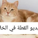 شاهد مقطع فيديو القطه في الخلاط the cat in the blender