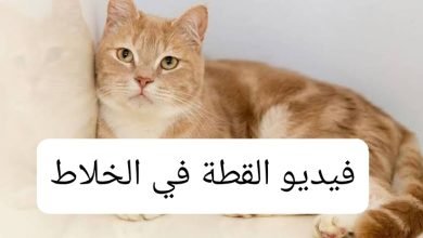 شاهد مقطع فيديو القطه في الخلاط the cat in the blender