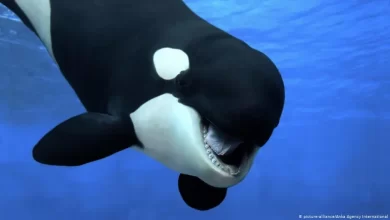 يزداد وزن مولود الحوت الأزرق حوالي ٩٠ كلجم يوميا، فكم كلجم تقريبا يزداد وزنه في الساعة؟