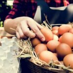 هل اكل البيض مضر كما يقول نظام الطيبات هل اكل البيض مضر