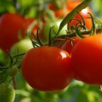 طريقة زراعة الطماطم بأقل تكلفة وجودة عالية