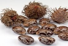 طريقة استخدام حبة الملوك لتنظيف البطن