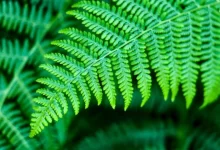 اي مما يلي يوجد في السرخسيات