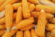 سعر طن الذرة الصفراء في مصر 2023